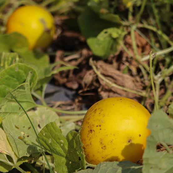 దోసకాయ Yellow Cucumber
