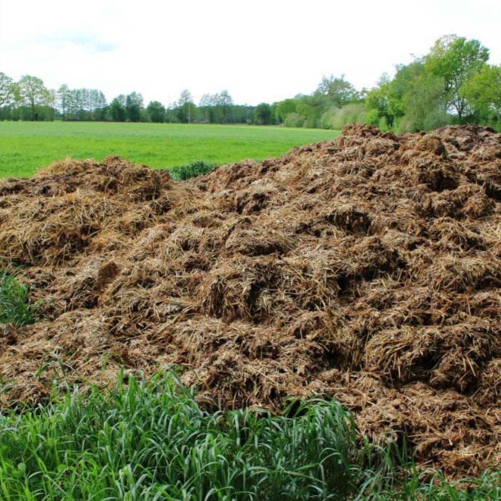 Cow Dung Manure