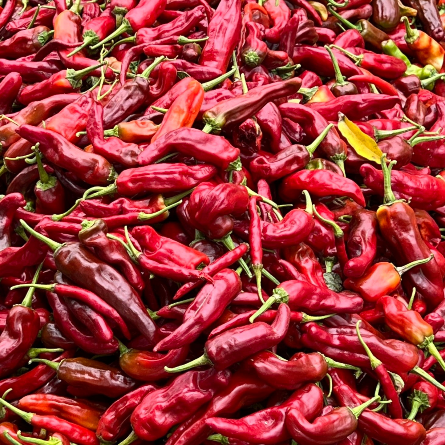 50% Chapata + 50% Armour Chilli Powder