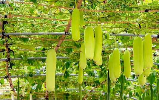 సొరకాయ Bottle Gourd