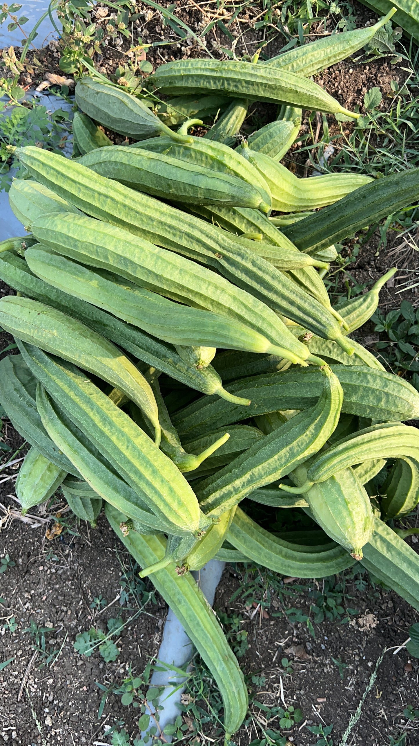 బీరకాయ Ridge Gourd