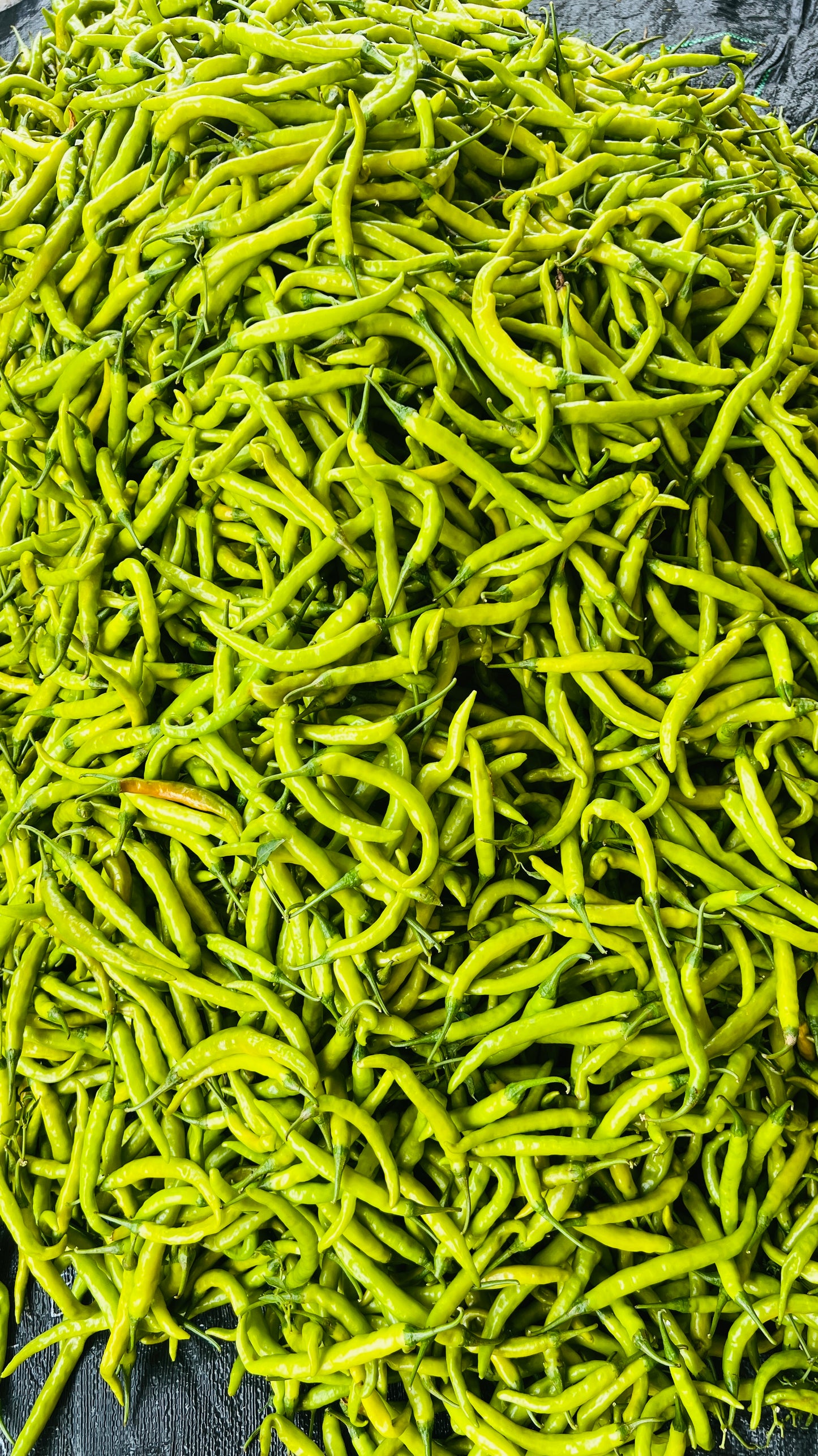 Green Chilli