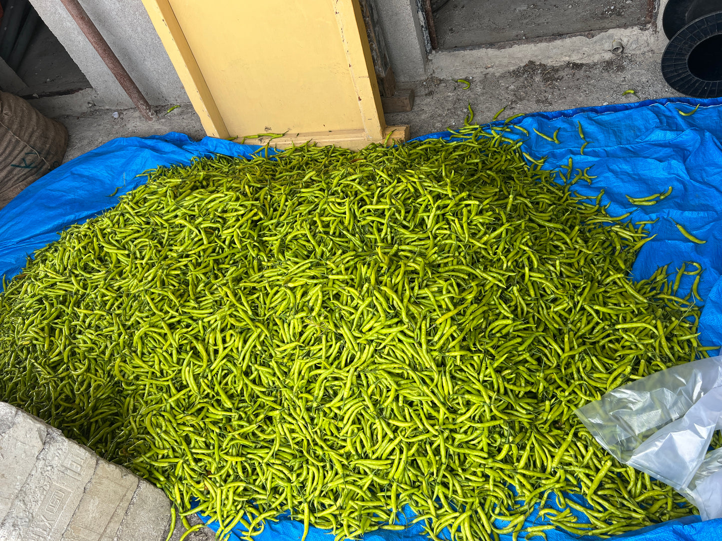 Green Chilli