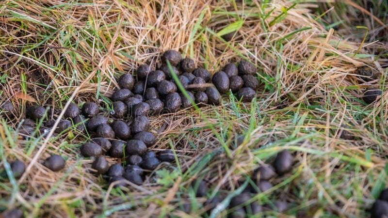 Goat Manure