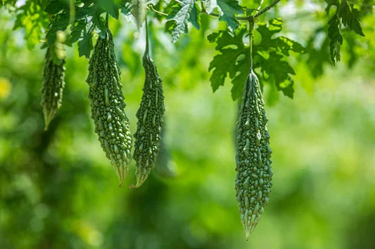 కాకరకాయ Bitter Gourd