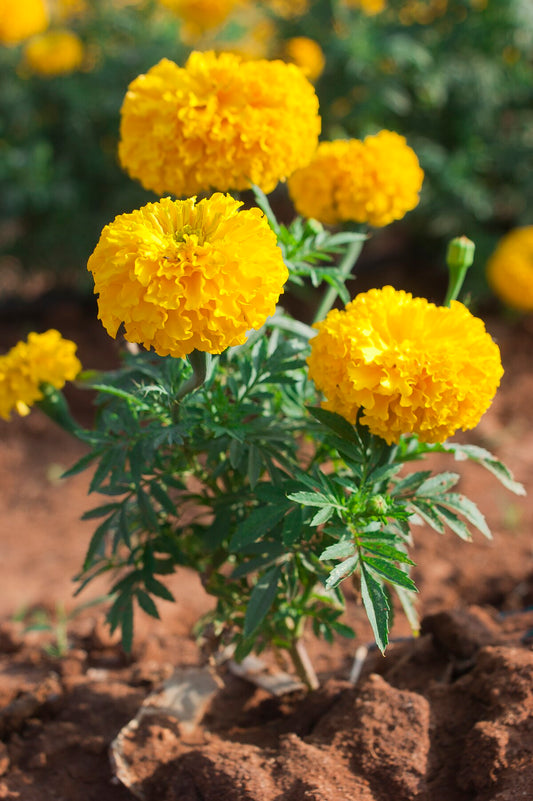 Marigold flowers ( బంతి పువ్వు )