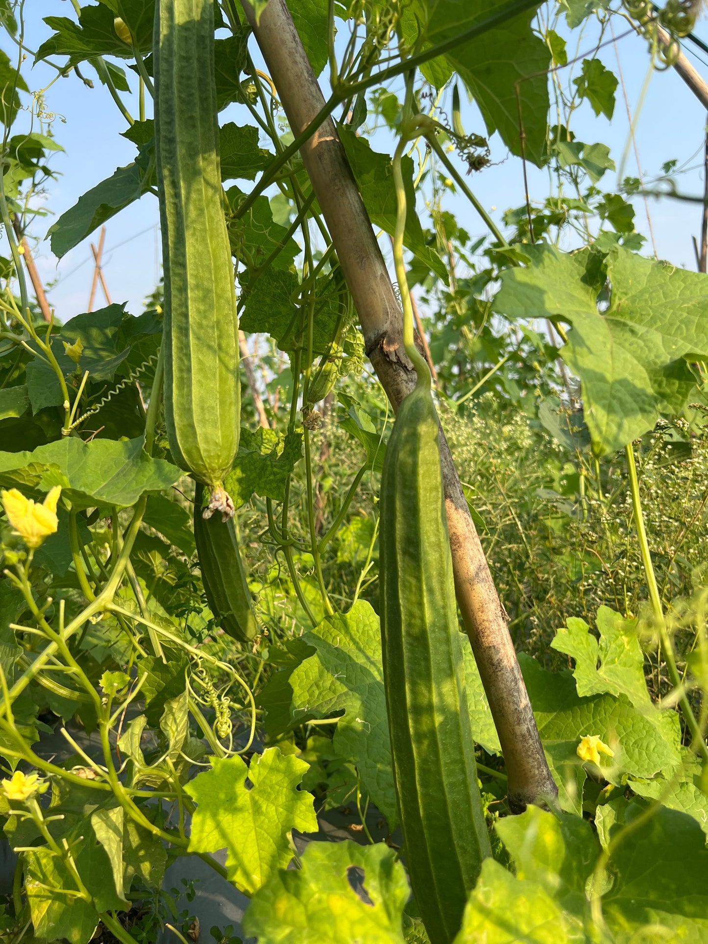 బీరకాయ Ridge Gourd