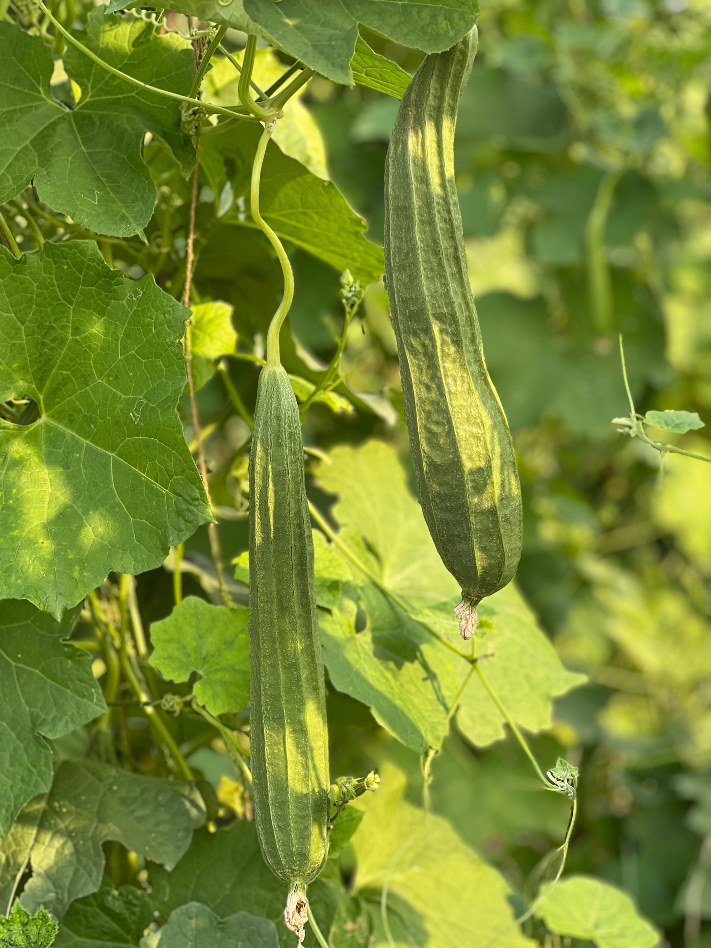 బీరకాయ Ridge Gourd