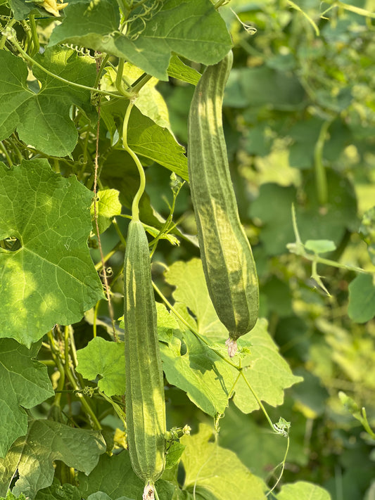 బీరకాయ Ridge Gourd