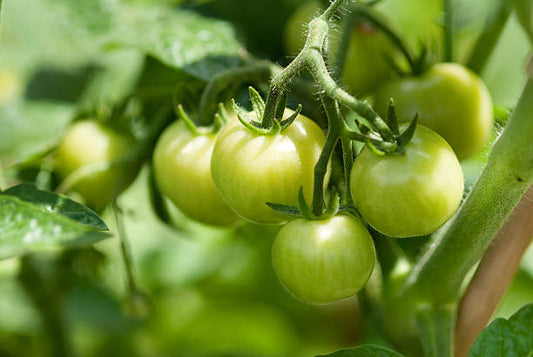 Raw Green Tomato