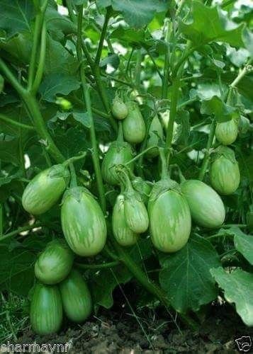 Green Brinjal