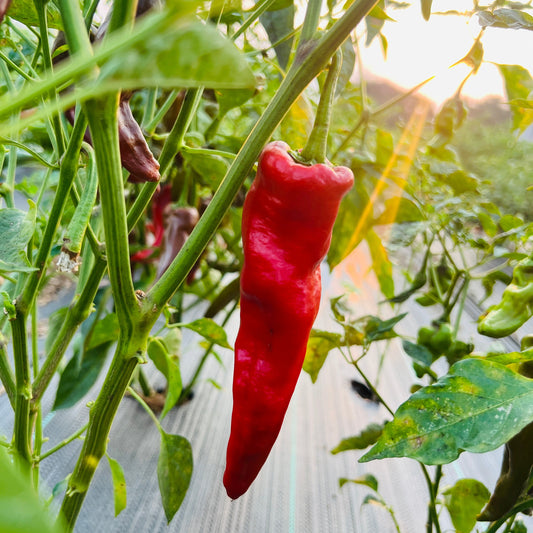 50% Chapata + 50% Armour Chilli Powder