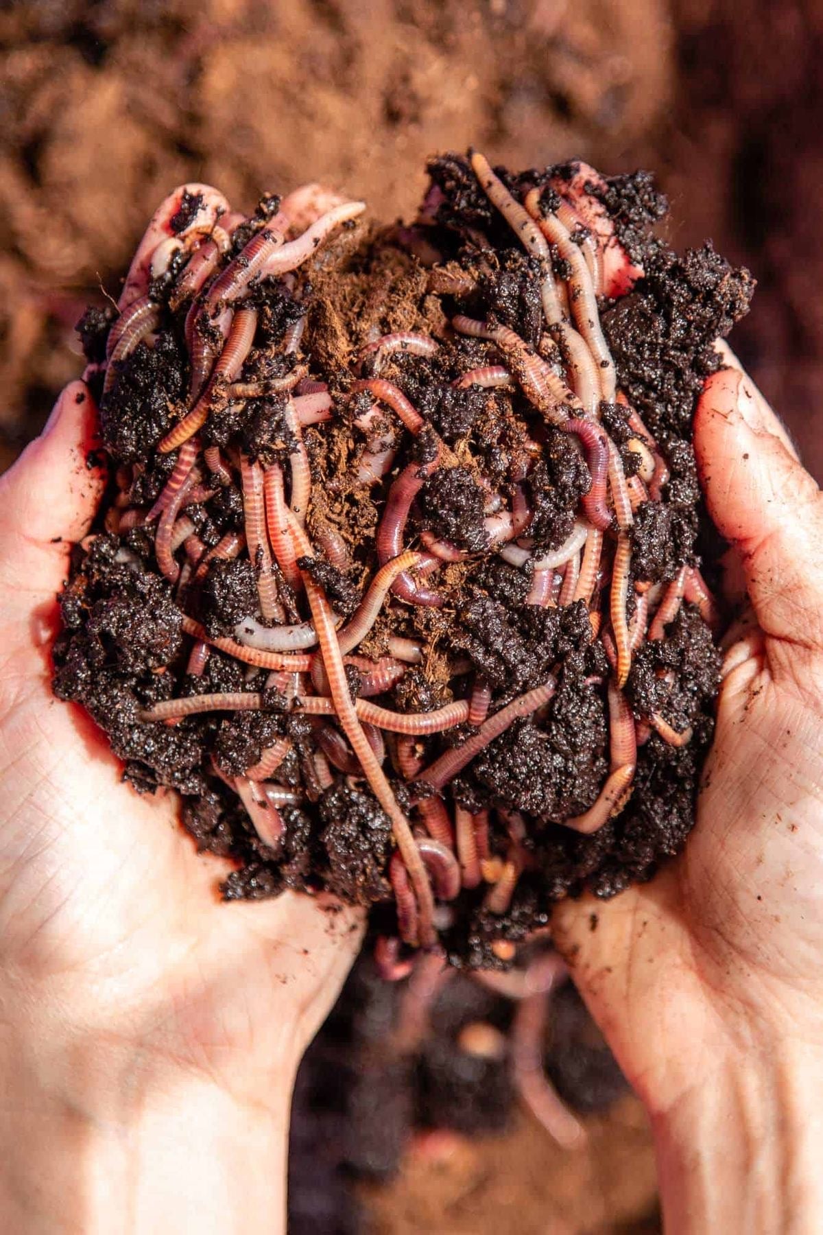 Vermi Compost