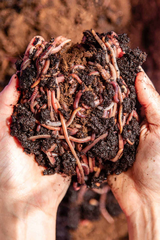 Vermi Compost