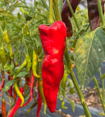 50% Chapata + 50% Armour Chilli Powder