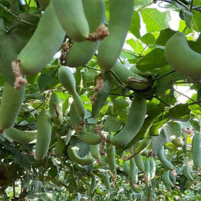 దొండకాయ Tindora