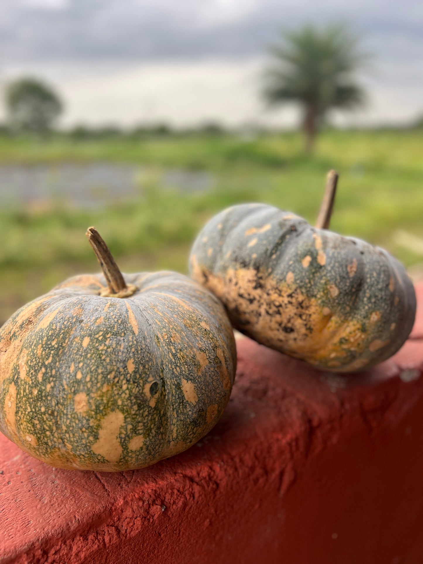 గుమ్మడికాయ Pumpkin