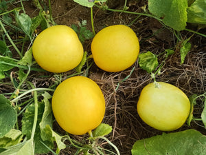 దోసకాయ Yellow Cucumber