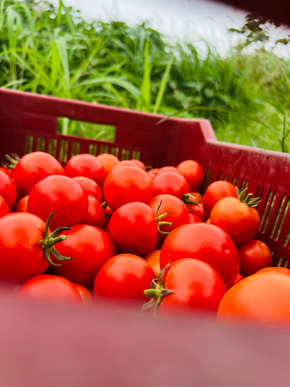 Ripened Tomato