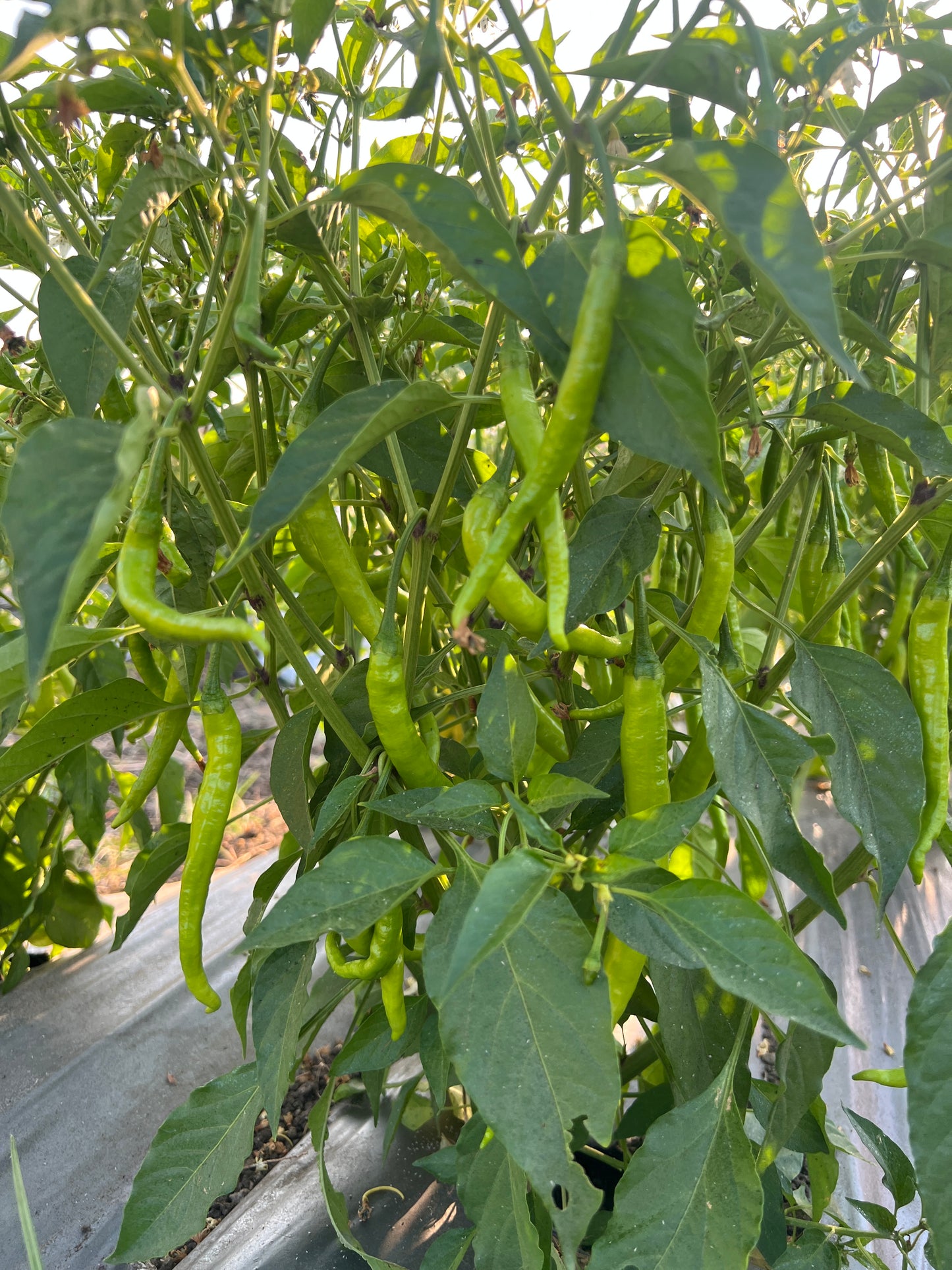 Green Chilli
