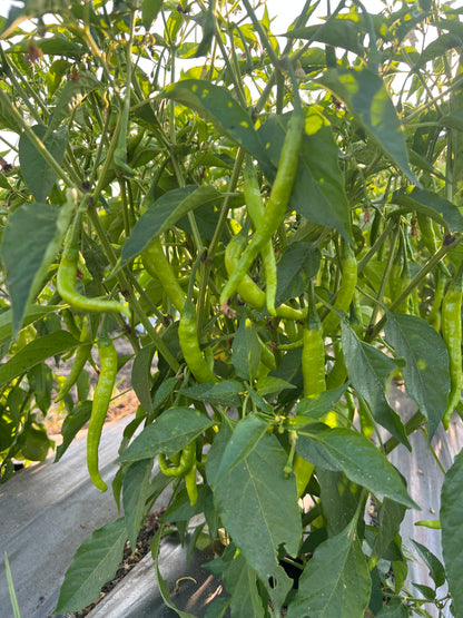 Green Chilli