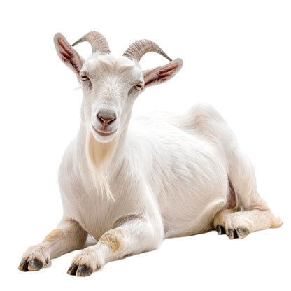 Goat Manure