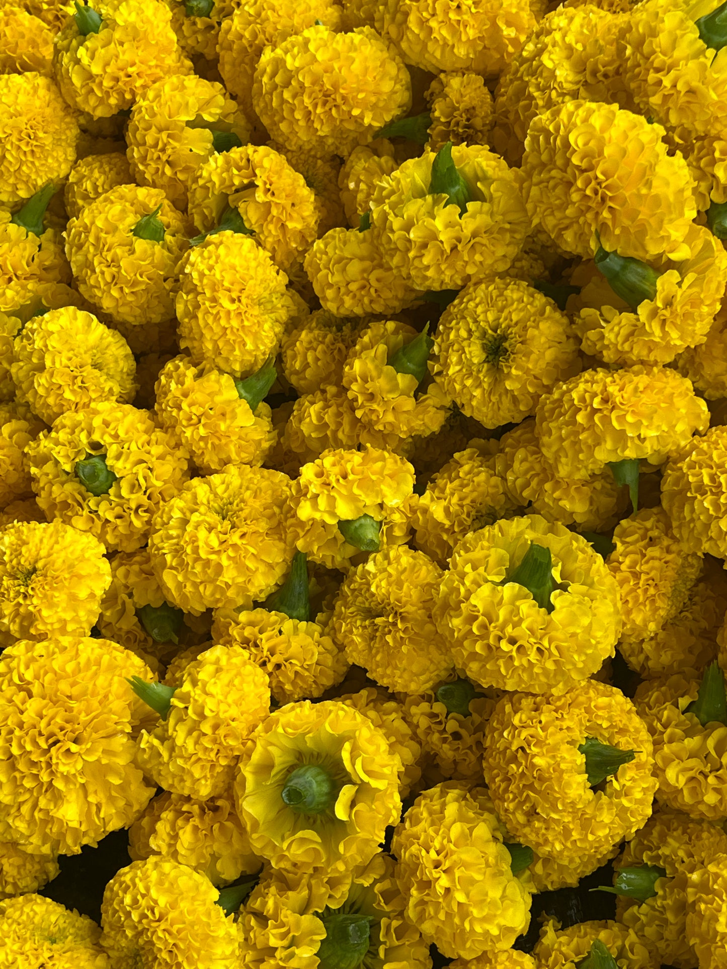 Marigold flowers ( బంతి పువ్వు )