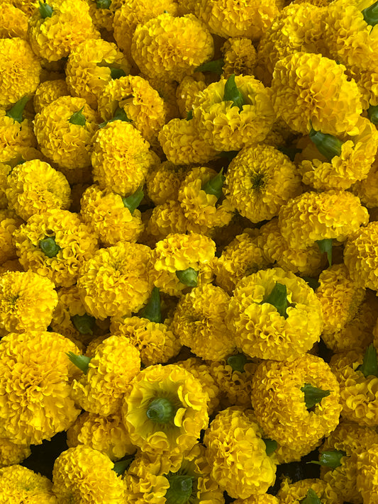 Marigold flowers ( బంతి పువ్వు )