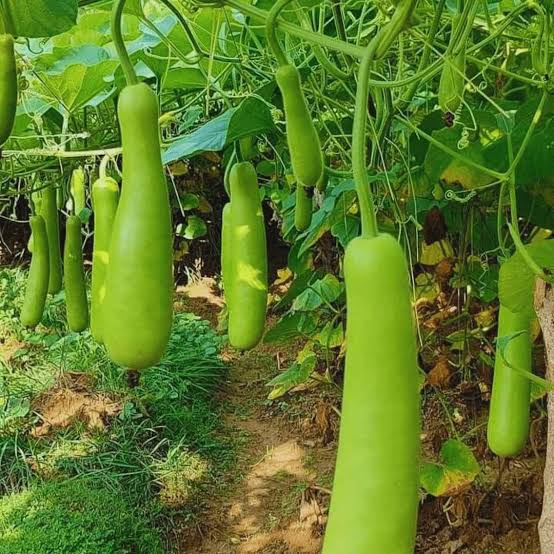 సొరకాయ Bottle Gourd