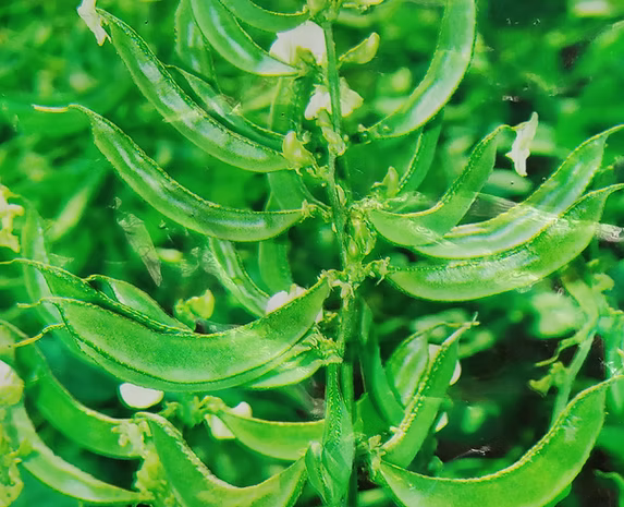 చిక్కుడుకాయ Broad Beans