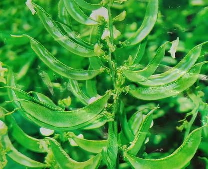 చిక్కుడుకాయ Broad Beans