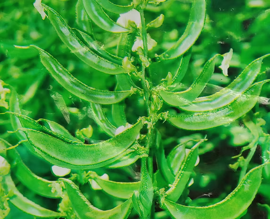 చిక్కుడుకాయ Broad Beans