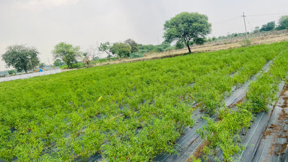 Green Chilli