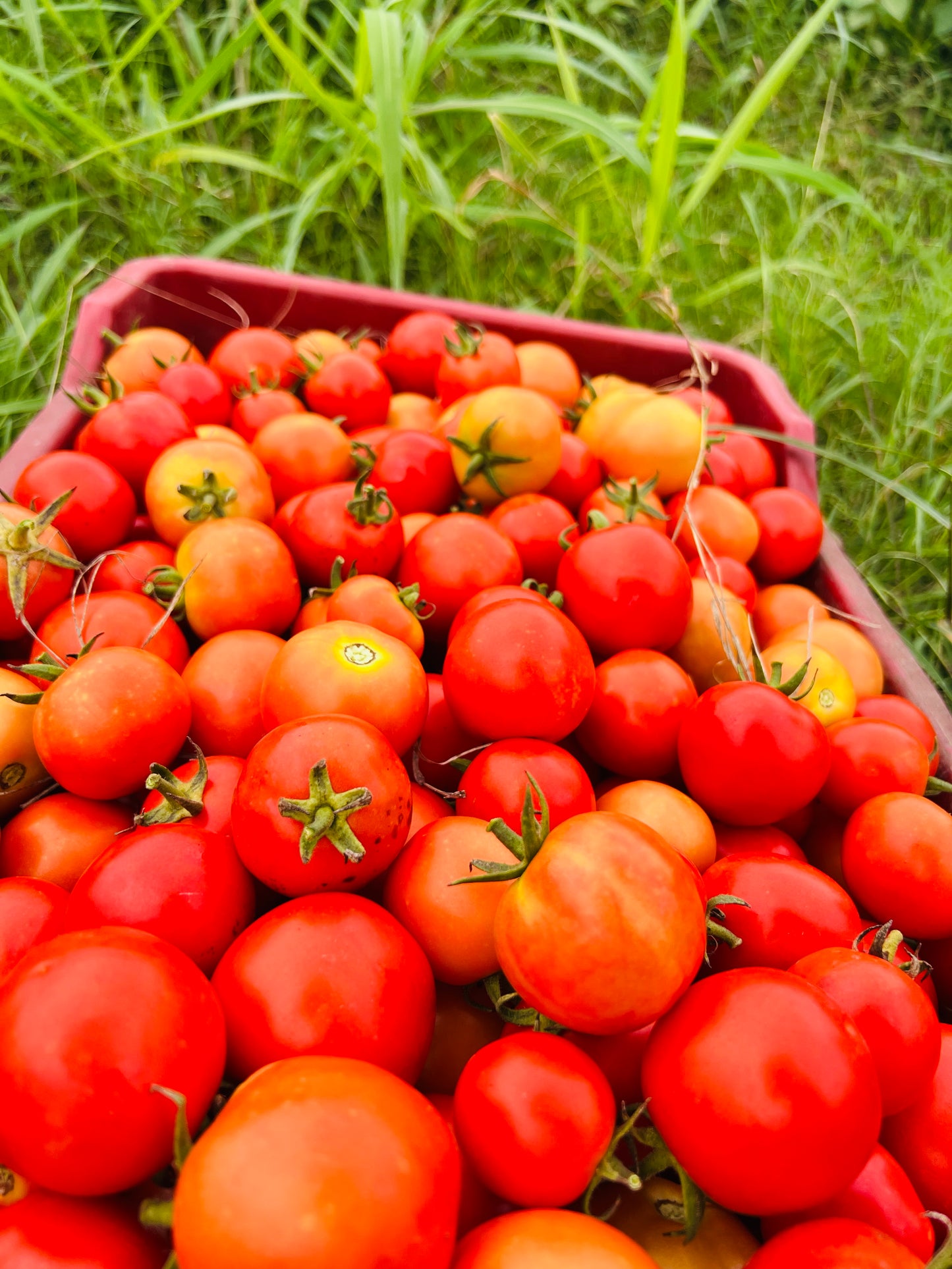Ripened Tomato