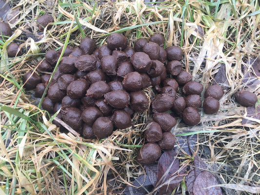 Goat Manure