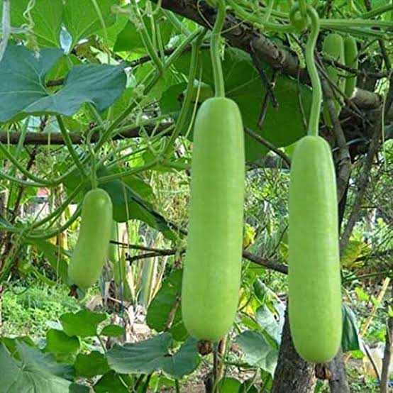 సొరకాయ Bottle Gourd