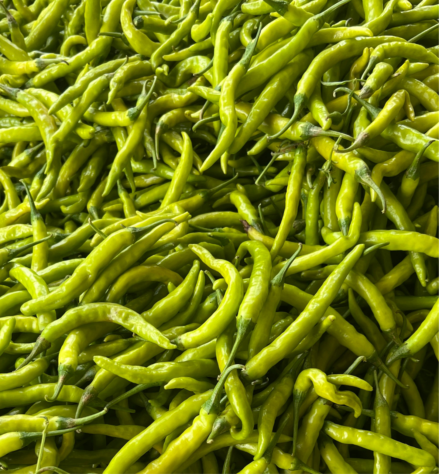 Green Chilli