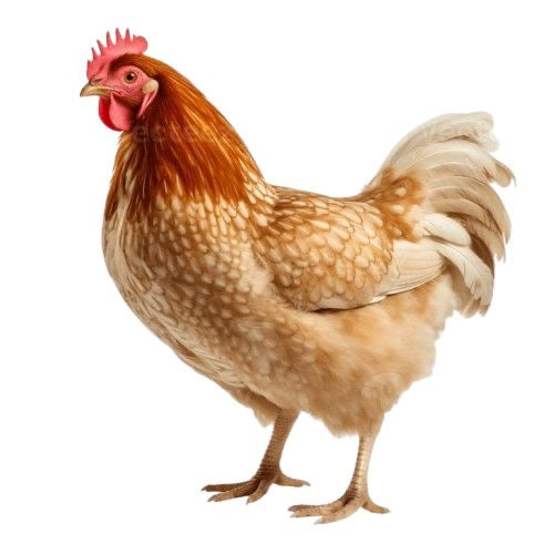 Poultry Manure