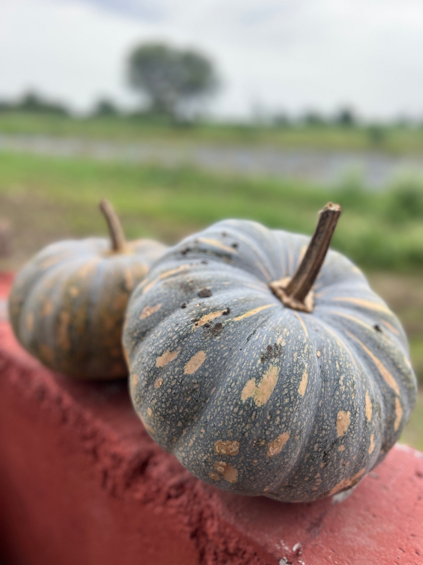 గుమ్మడికాయ Pumpkin