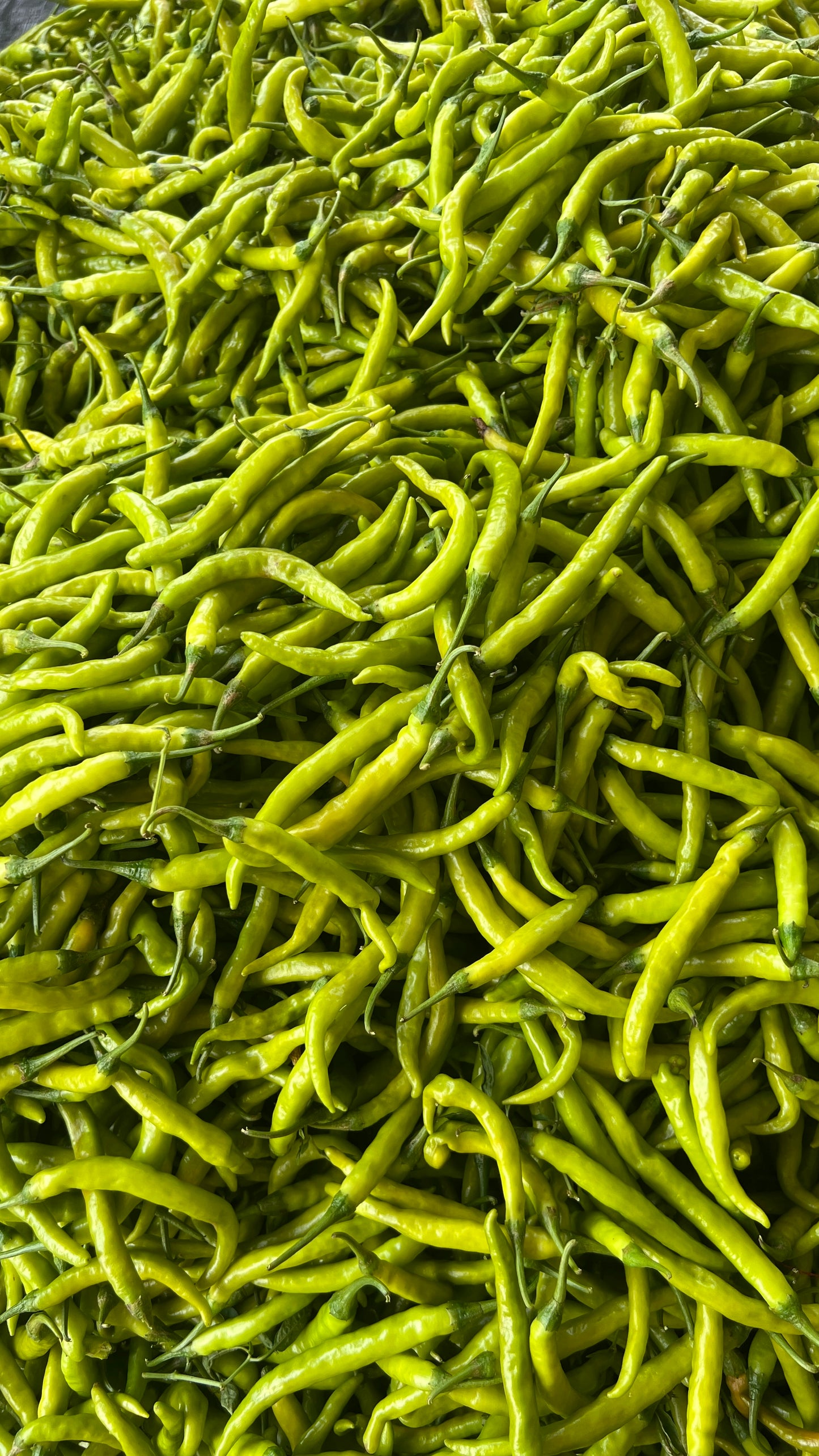 Green Chilli
