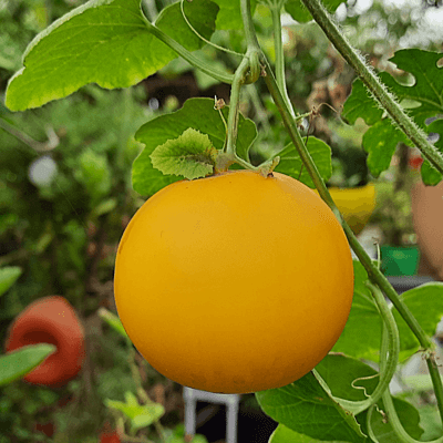 దోసకాయ Yellow Cucumber