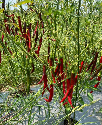 100% Armour Red Chilli Powder