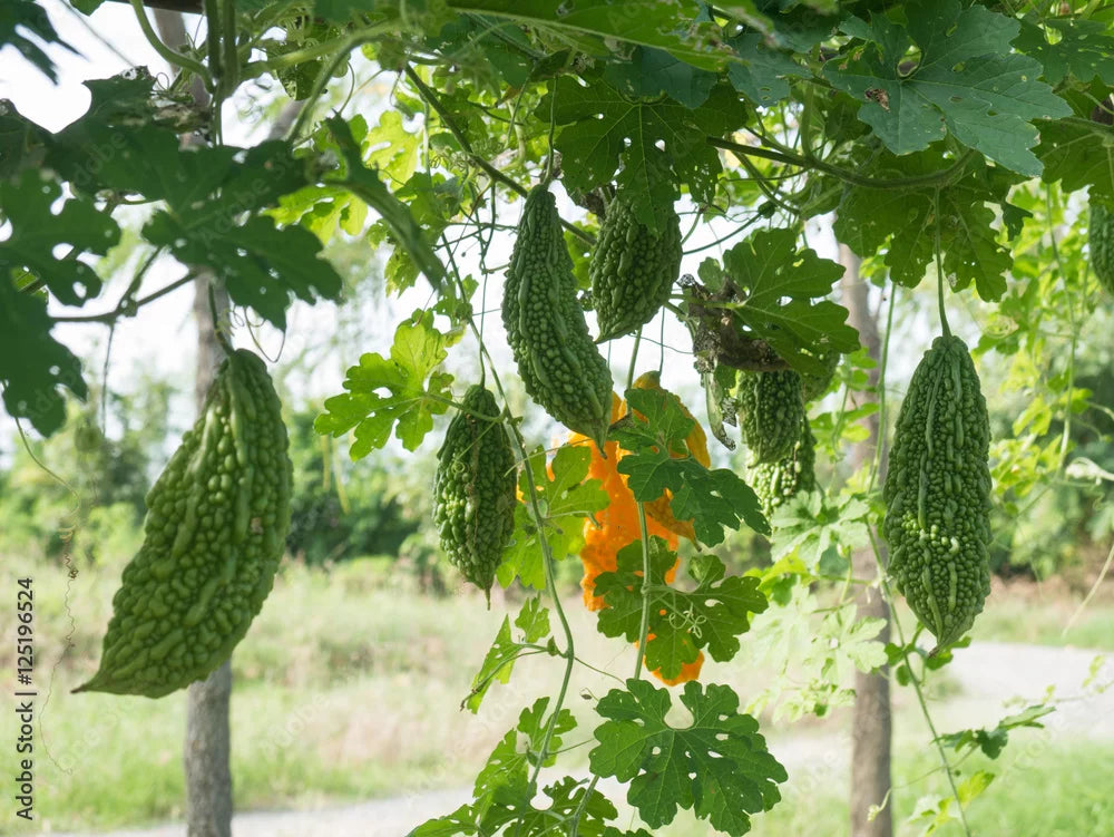 కాకరకాయ Bitter Gourd