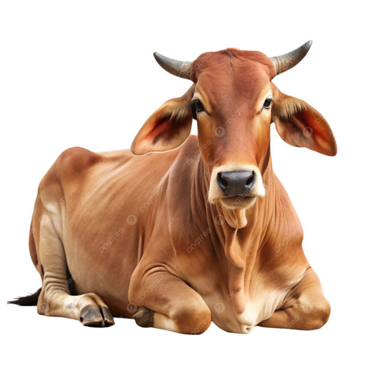 Cow Dung Manure