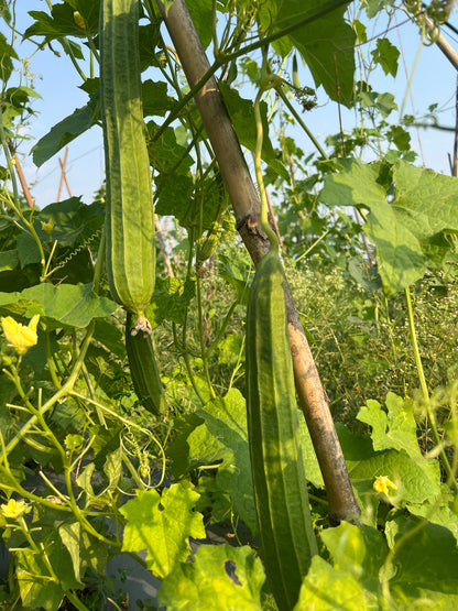 బీరకాయ Ridge Gourd