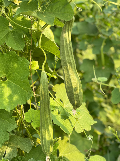 బీరకాయ Ridge Gourd