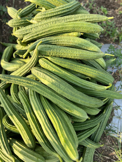 బీరకాయ Ridge Gourd