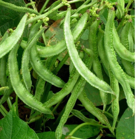 చిక్కుడుకాయ Broad Beans